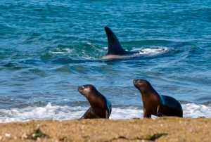 shutterstock_605011616-Valdez-Peninsula,-Argentina
