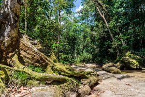 Amazon river and rainforest
