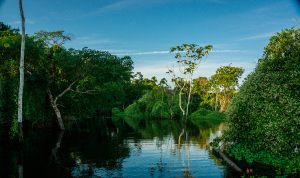 Amazon river and rainforest