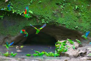 Colorful Amazonian Parrots