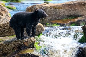 shutterstock_586280561-wild-black-bear