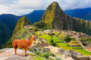 Llama standing at Machu Picchu
