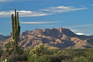 saguaro - arizona