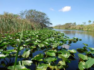 vegetazione everglades